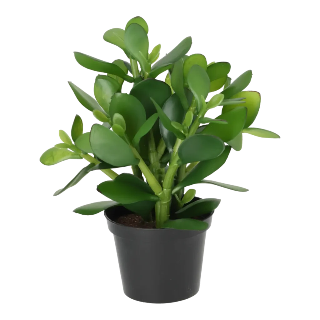 Kunstig Money plante H: 25 cm.