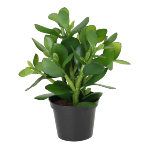 Kunstig Money plante H: 25 cm.