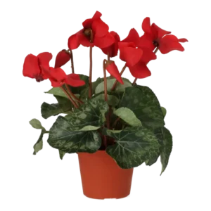 Kunstig Alpeviol H: 40 cm.