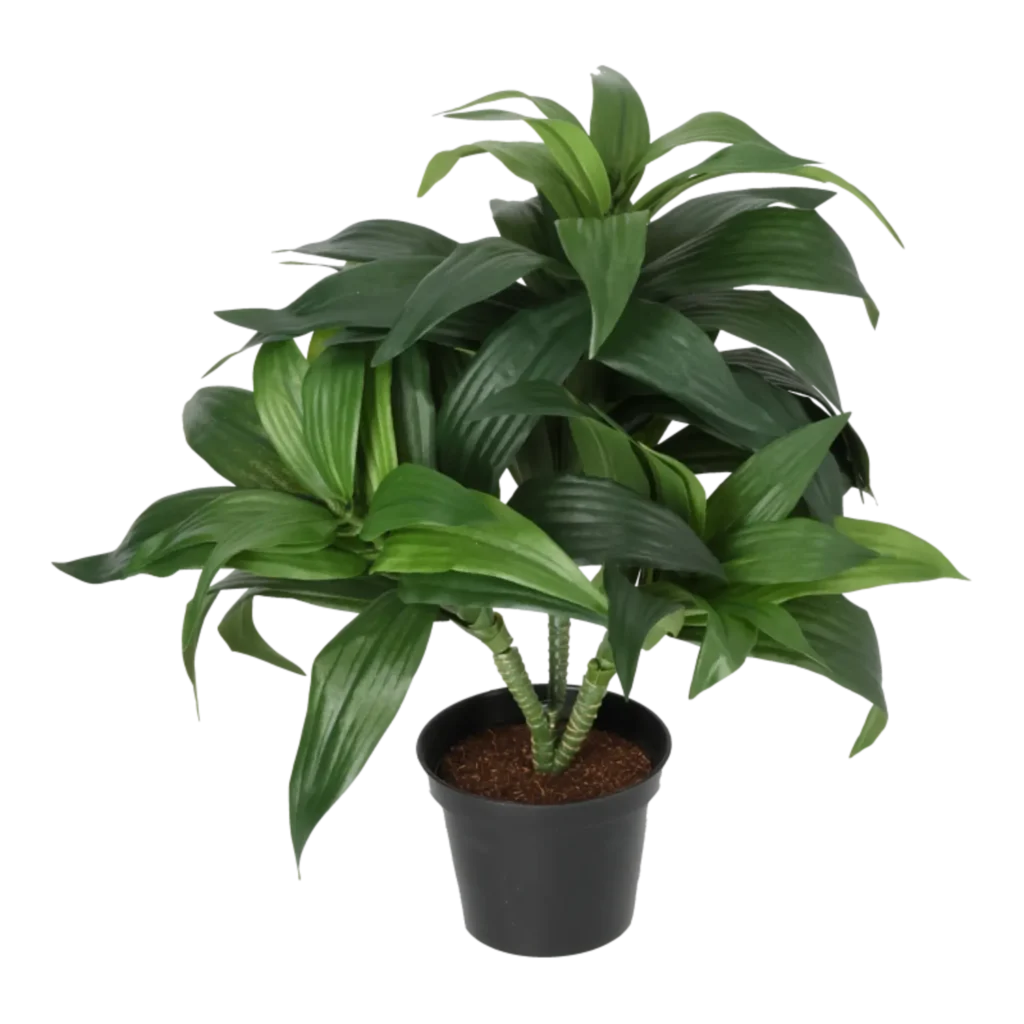 Kunstig dracaena fragrans - H: 35 cm.