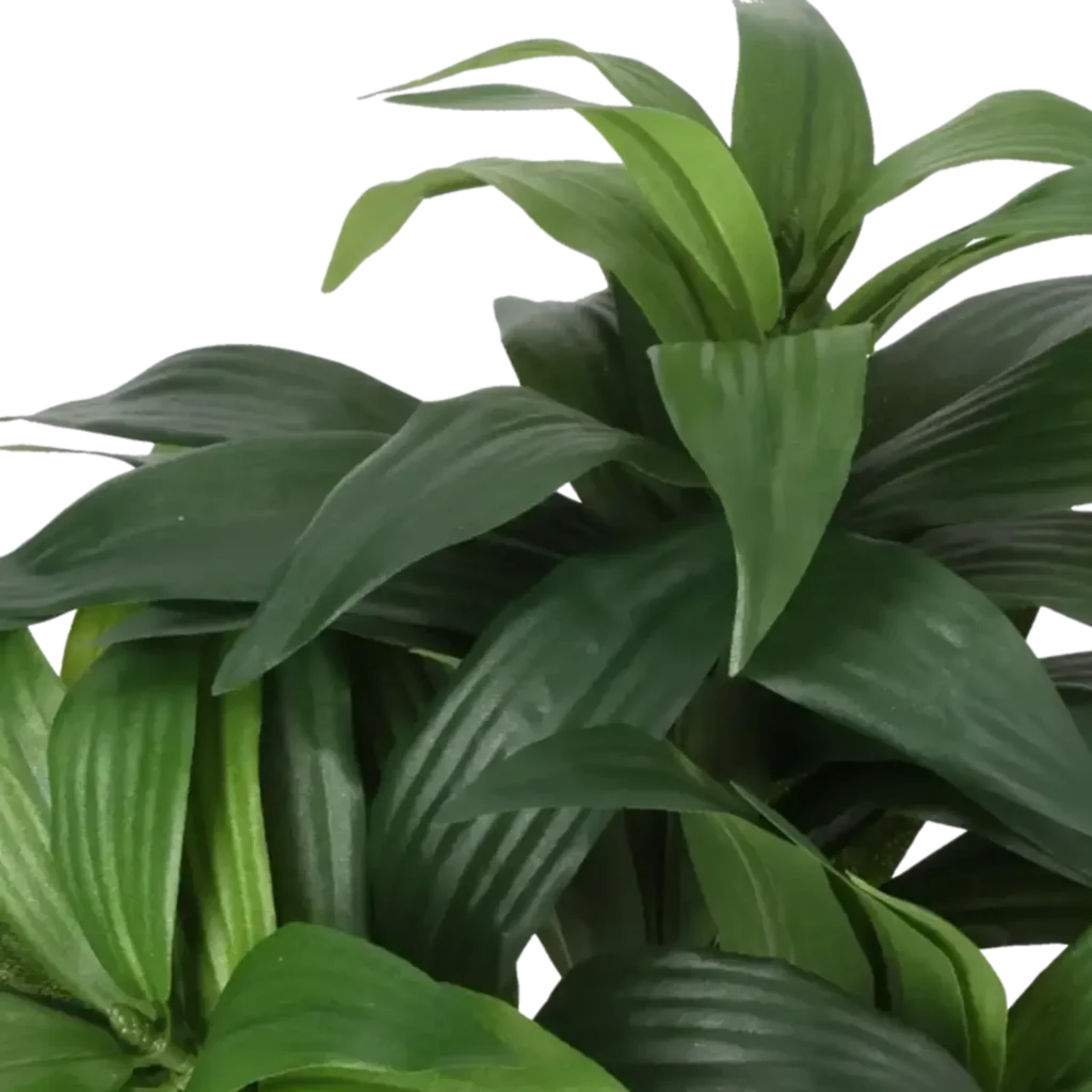 Closeup af Kunstig dracaena fragrans H: 35 cm.