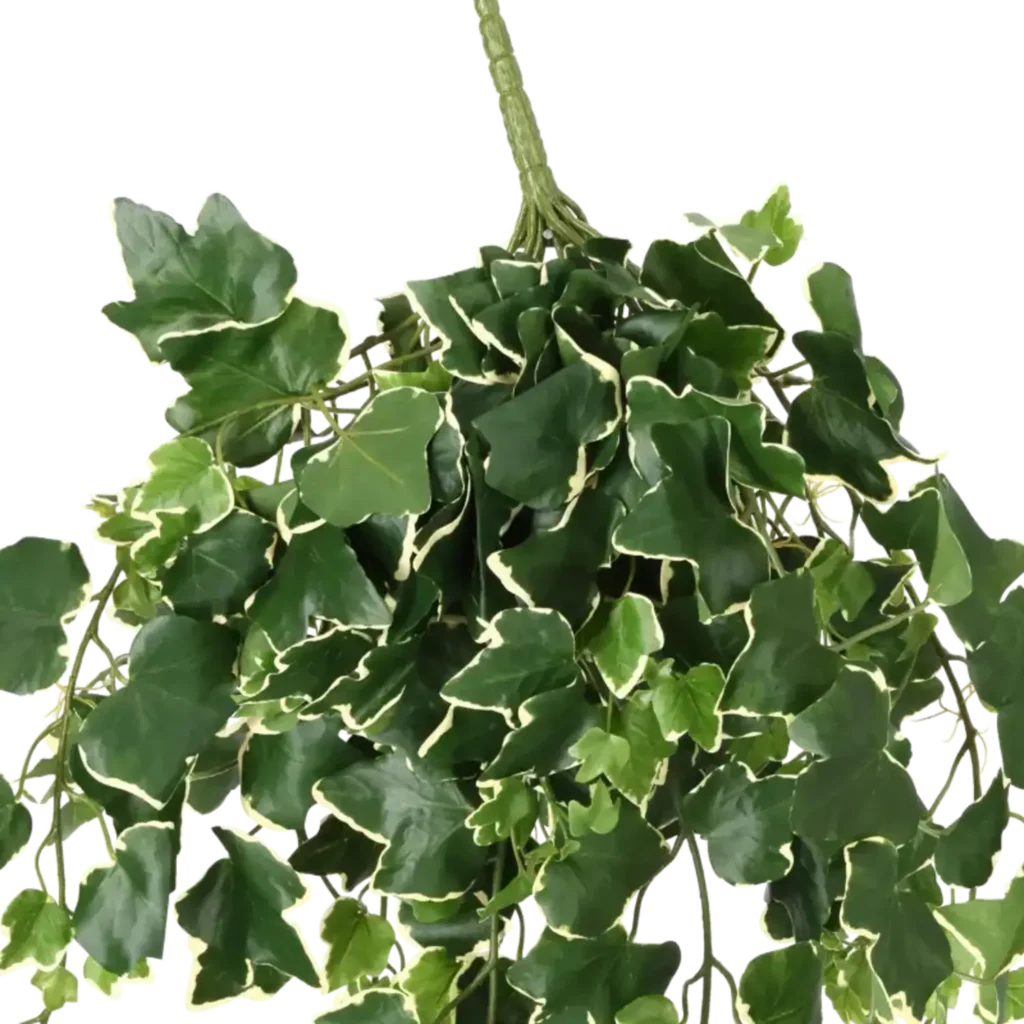 Closeup af Kunstig efeu hængeplante - L: 75cm.
