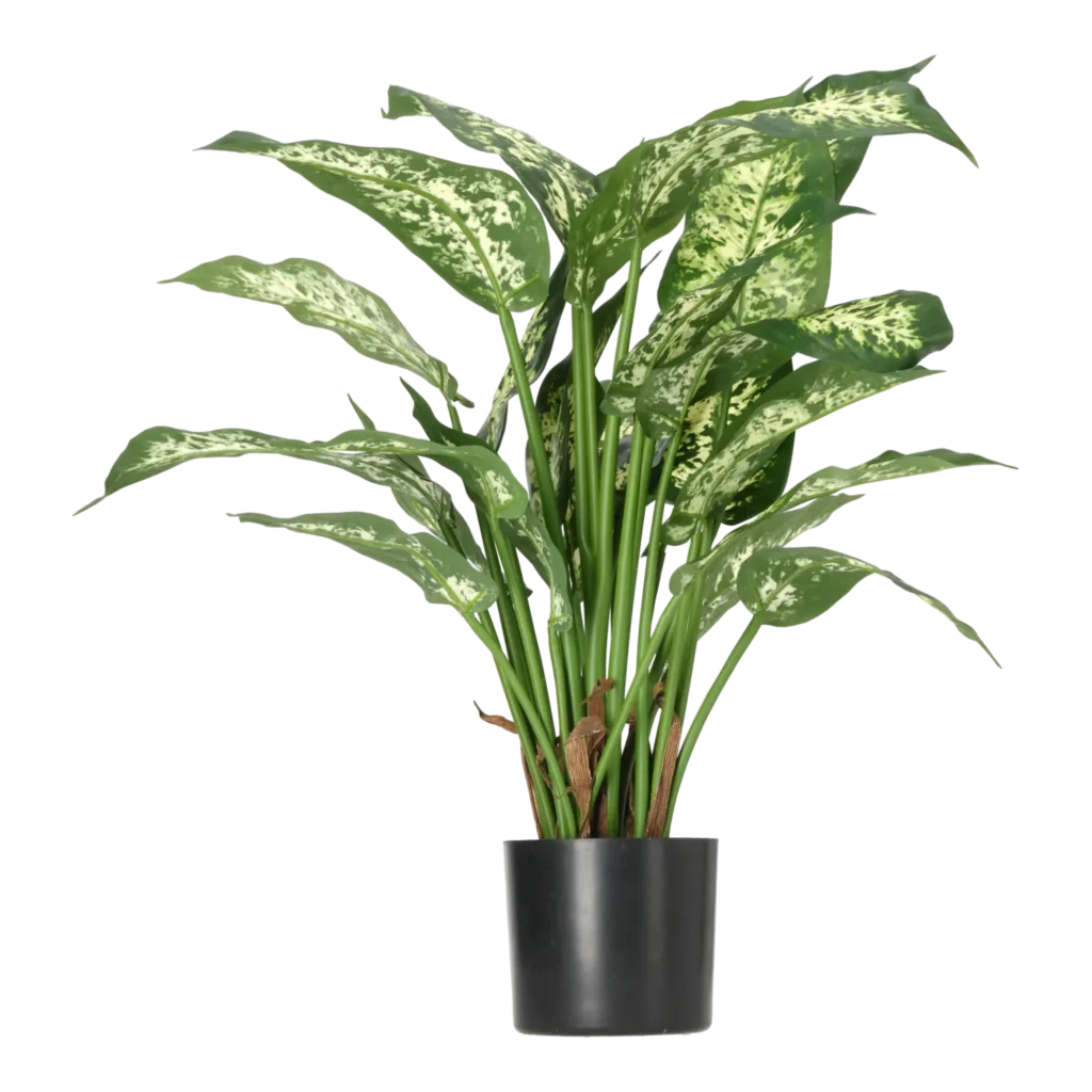 Kunstig Dieffenbachia H: 51 cm.