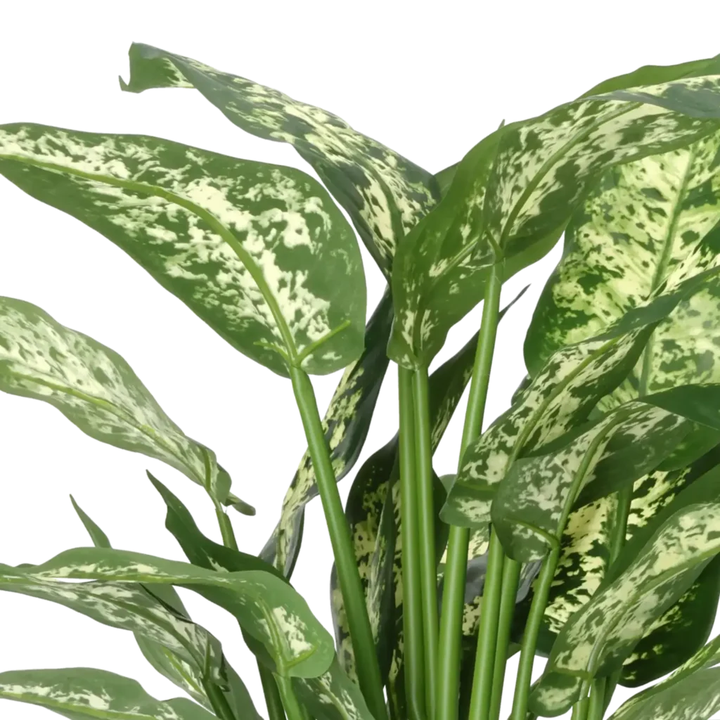 Closeup af Kunstig Dieffenbachia H: 51 cm.