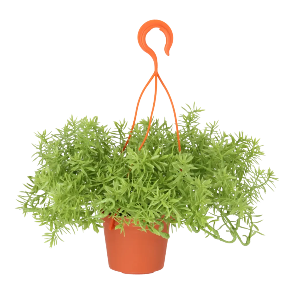 Kunstig Senecio Ø: 40 cm.
