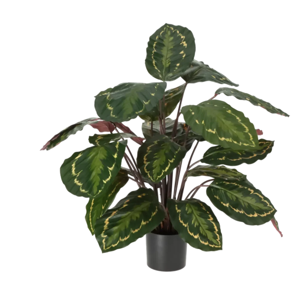 Kunstig Calathea H: 62 cm.