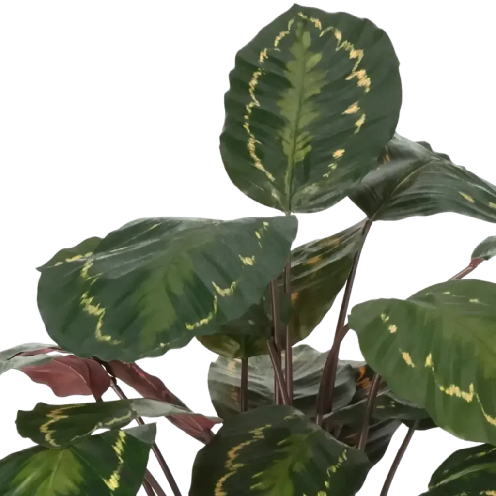 Closeup af Kunstig Calathea H: 62 cm.