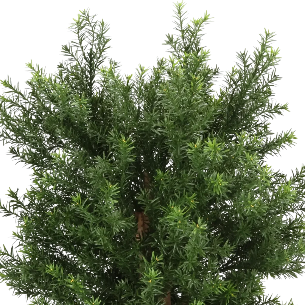 Closeup af Kunstig Taxus H: 70 cm.