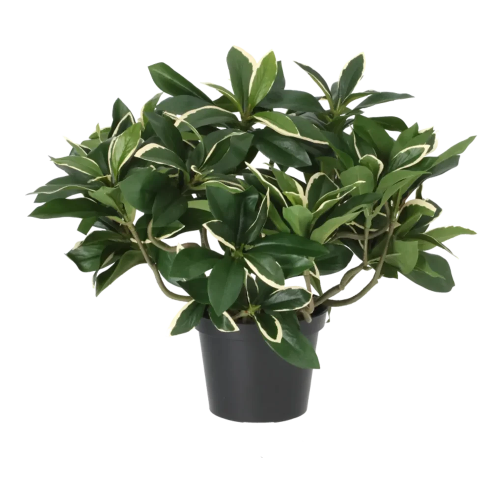 Kunstig Euonymus Japonicus H: 25 cm.