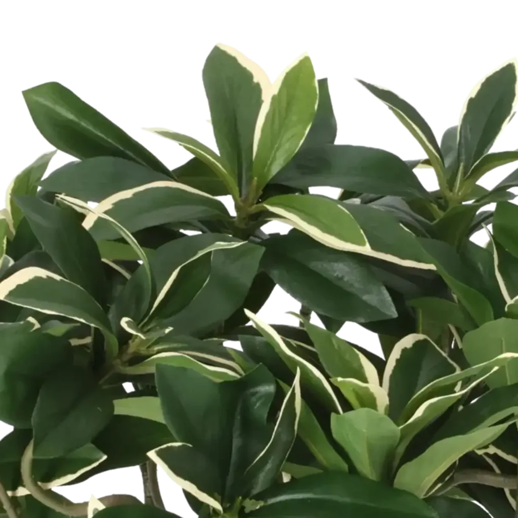 Closeup af Kunstig Euonymus Japonicus H: 25 cm.