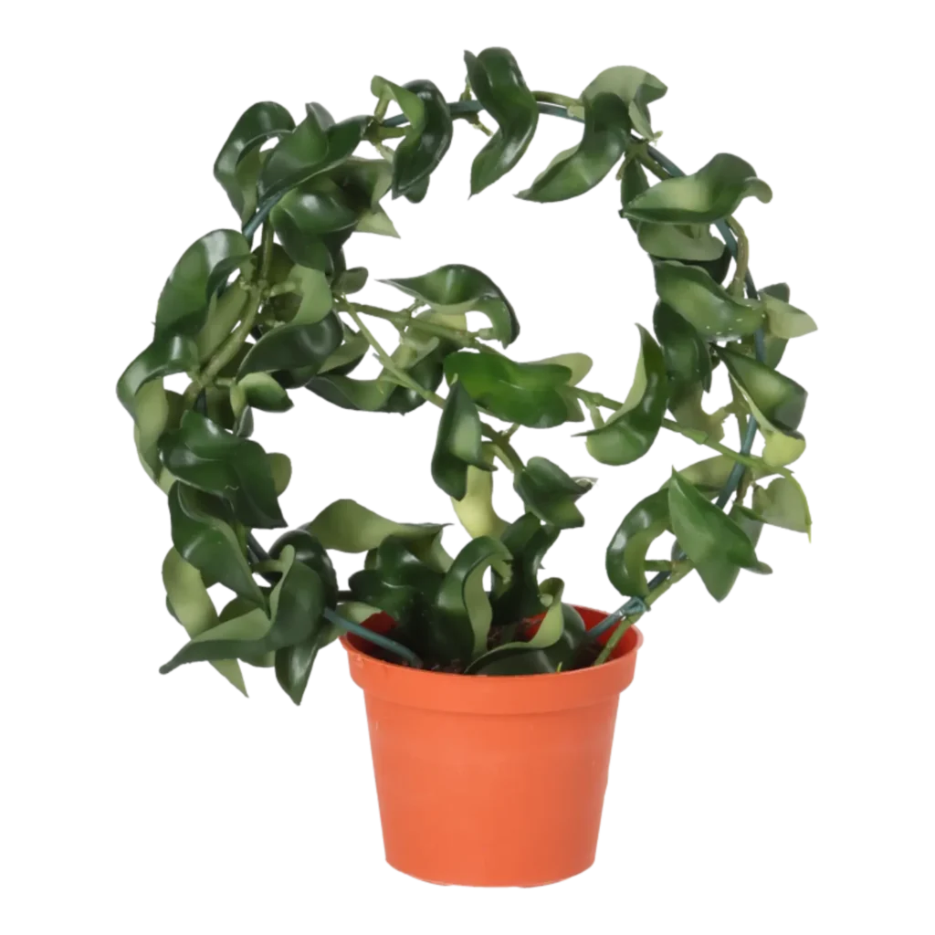Kunstig Hoya Compacta H: 23 cm.