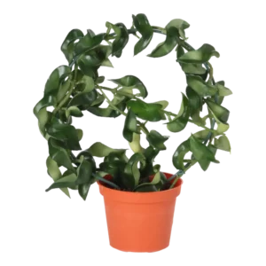 Kunstig Hoya Compacta H: 23 cm.