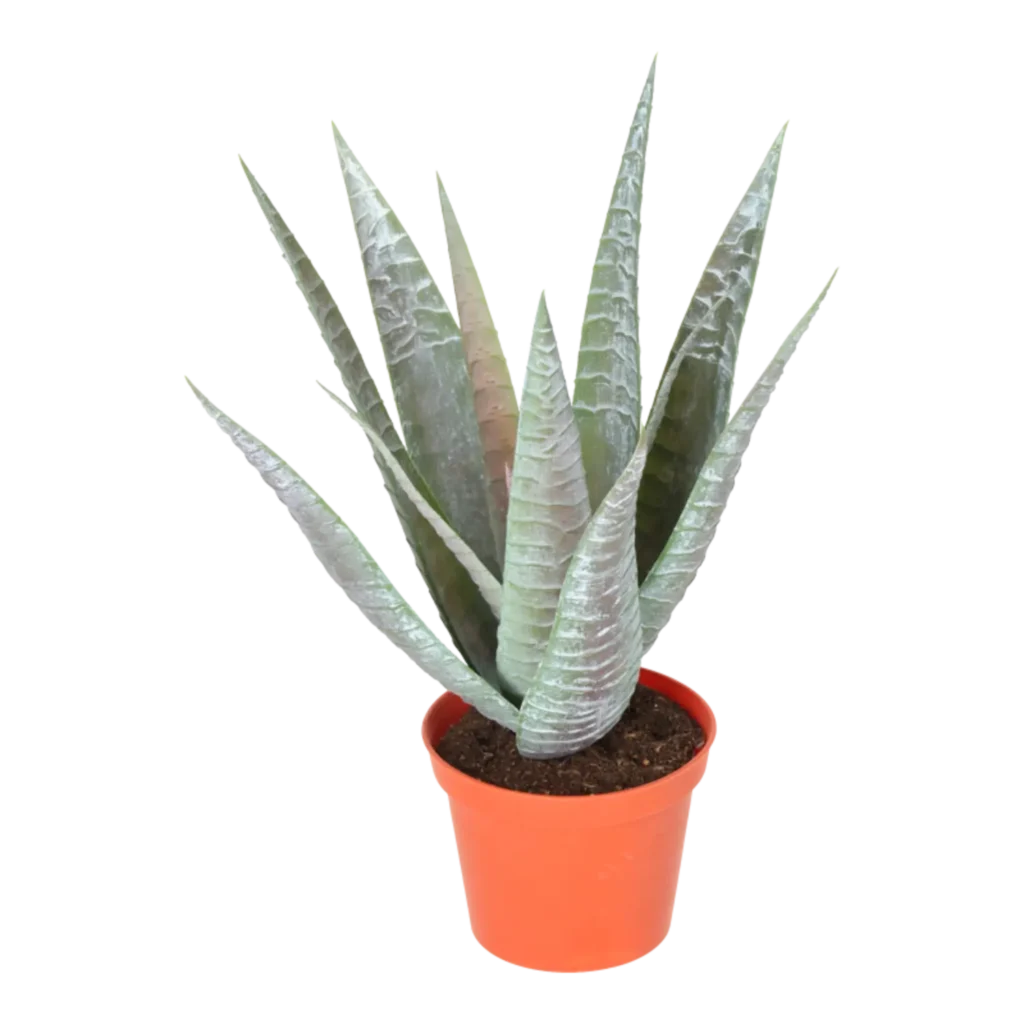 Kunstig baby Agave H: 28 cm.