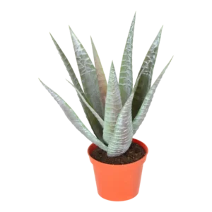 Kunstig baby Agave H: 28 cm.