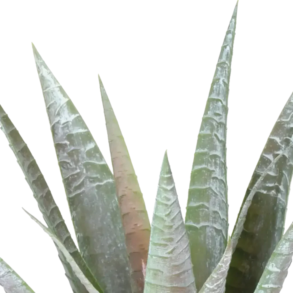 Closeup af Kunstig baby Agave H: 28 cm.