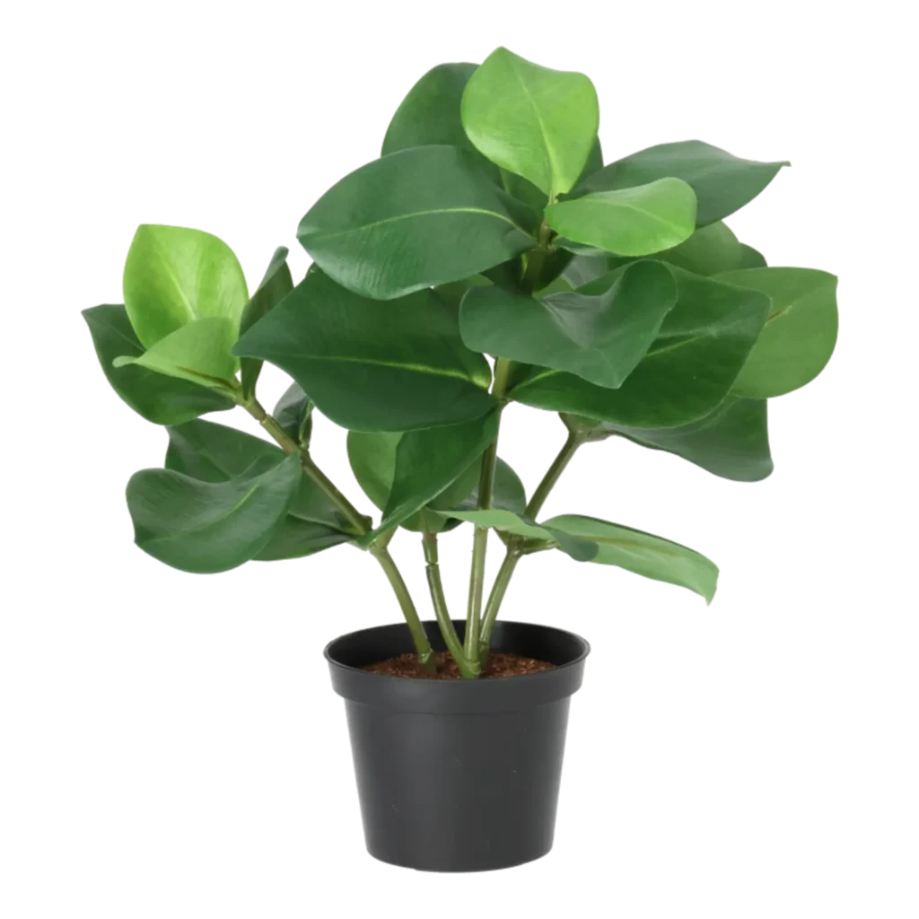 Kunstig Clusia H: 30cm.