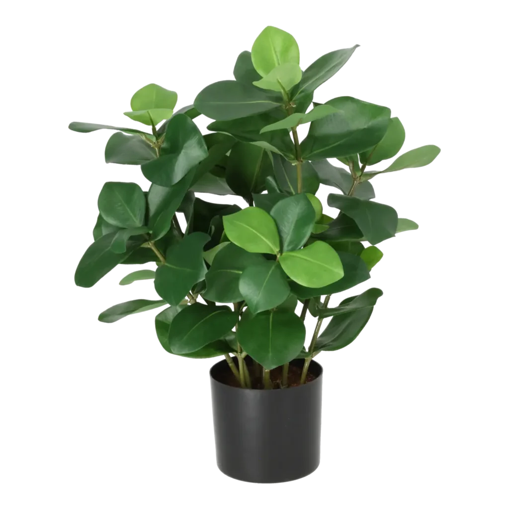Kunstig Clusia H: 45 cm.