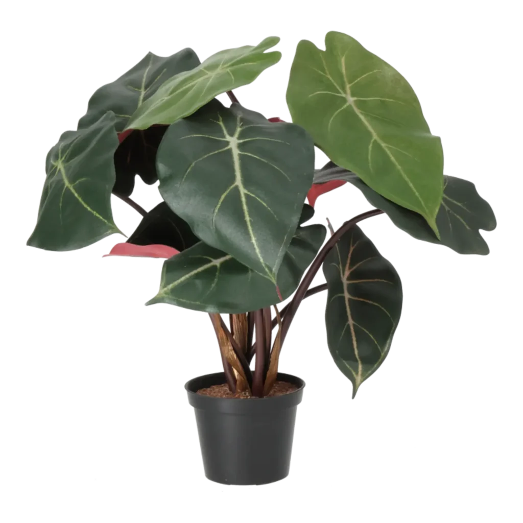 Kunstig Syngonium H: 34 cm.