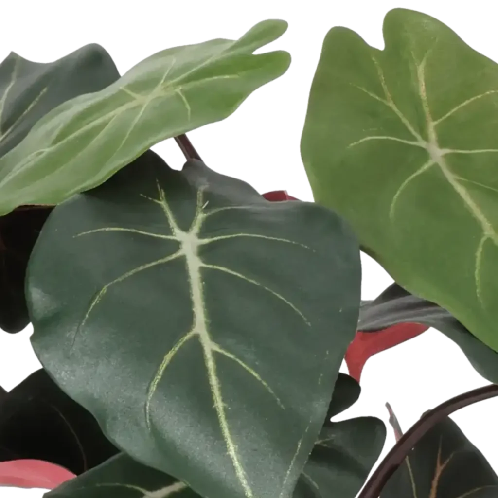 Closeup af Kunstig Syngonium H: 34 cm.