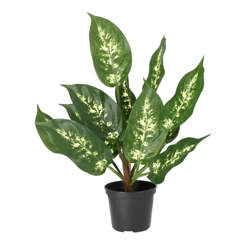 Kunstig Diffenbachia H: 35 cm.