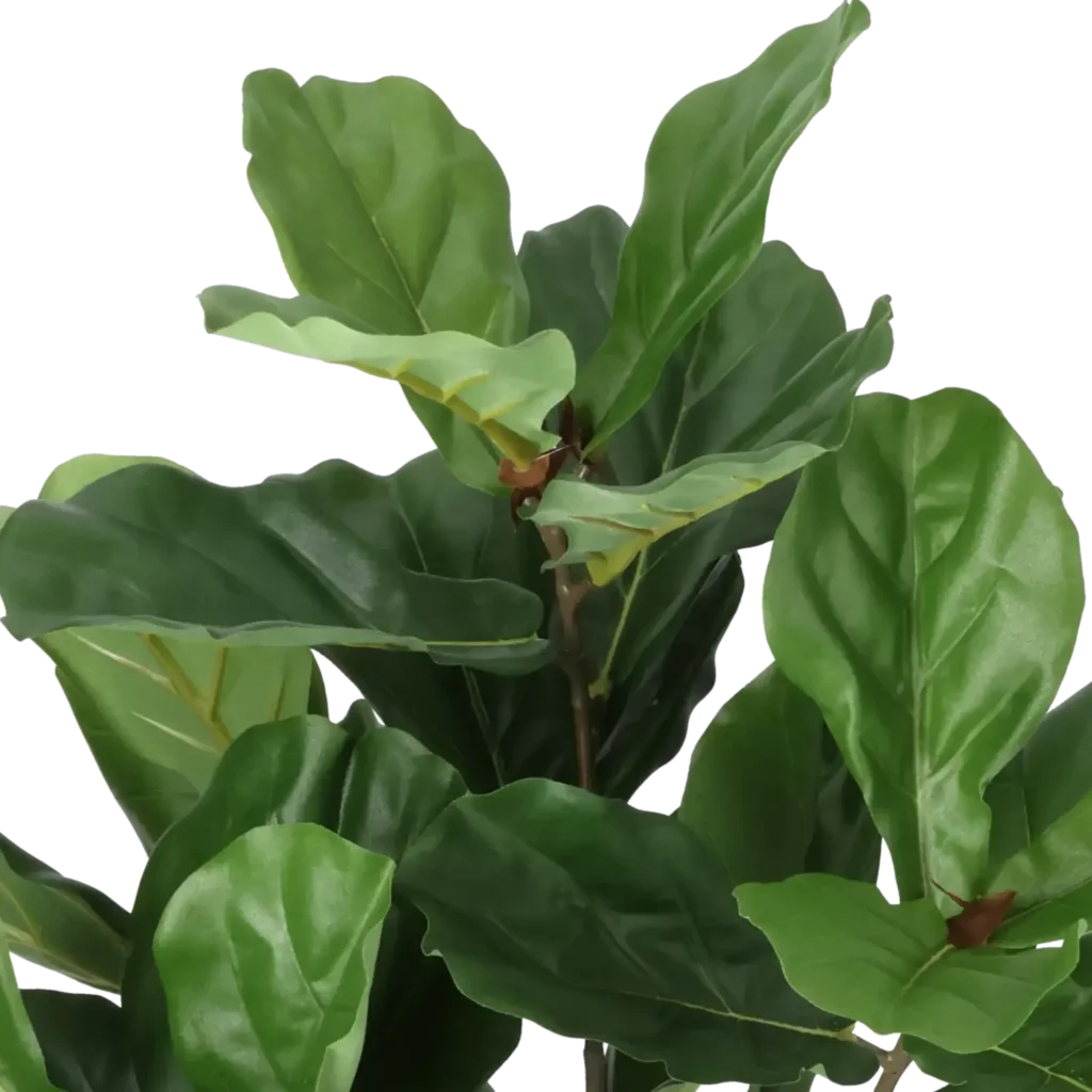 Closeup af Kunstig Fiddleleaf Fig H: 65 cm.