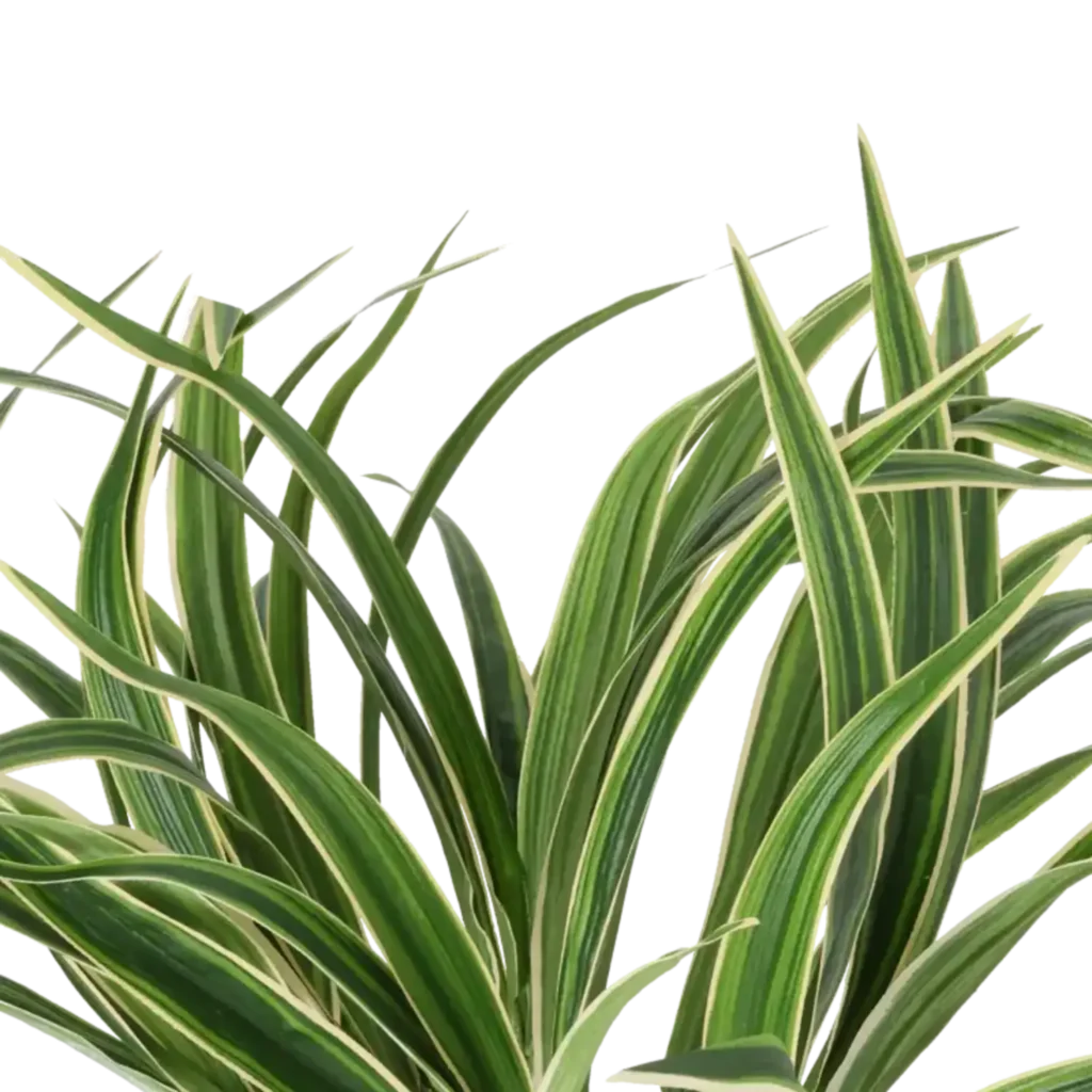 Closeup af Kunstig Chlorophytum H: 34 cm.