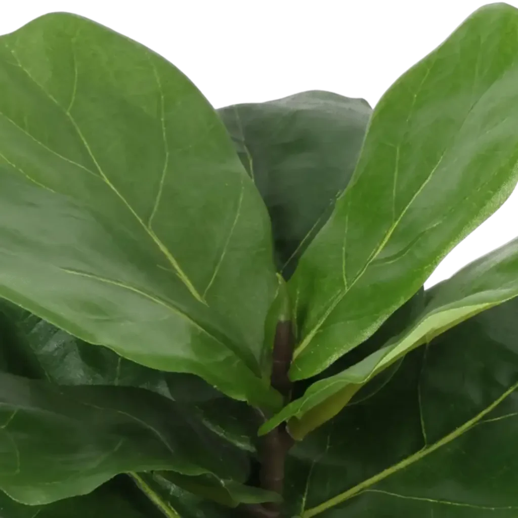 Closeup af Kunstig Fiddleleaf Fig H: 35 cm.
