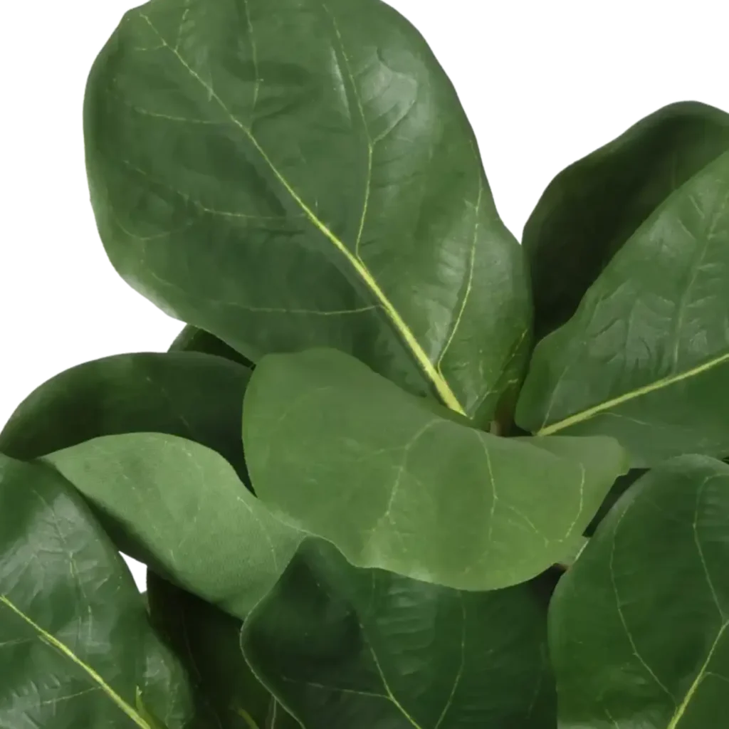 Closeup af Kunstig fiddleleaf Fig - H: 45 cm.