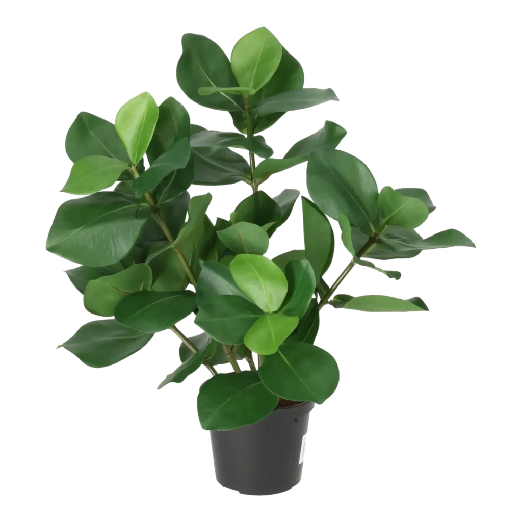 Kunstig Clusia H: 38 cm.