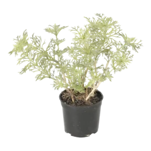 Kunstig Artemeza H: 20 cm.