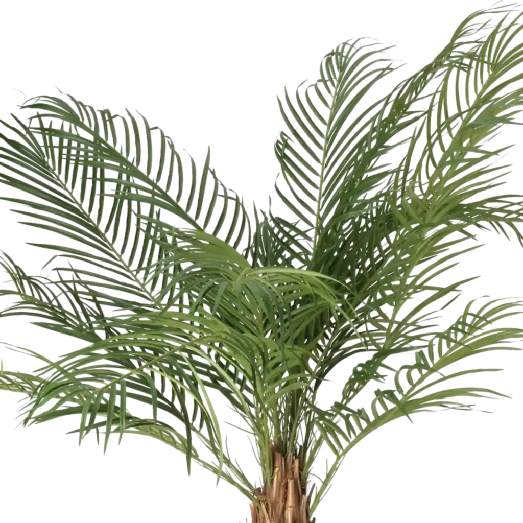 Closeup af Kunstig Phoenix palme H: 150 cm.