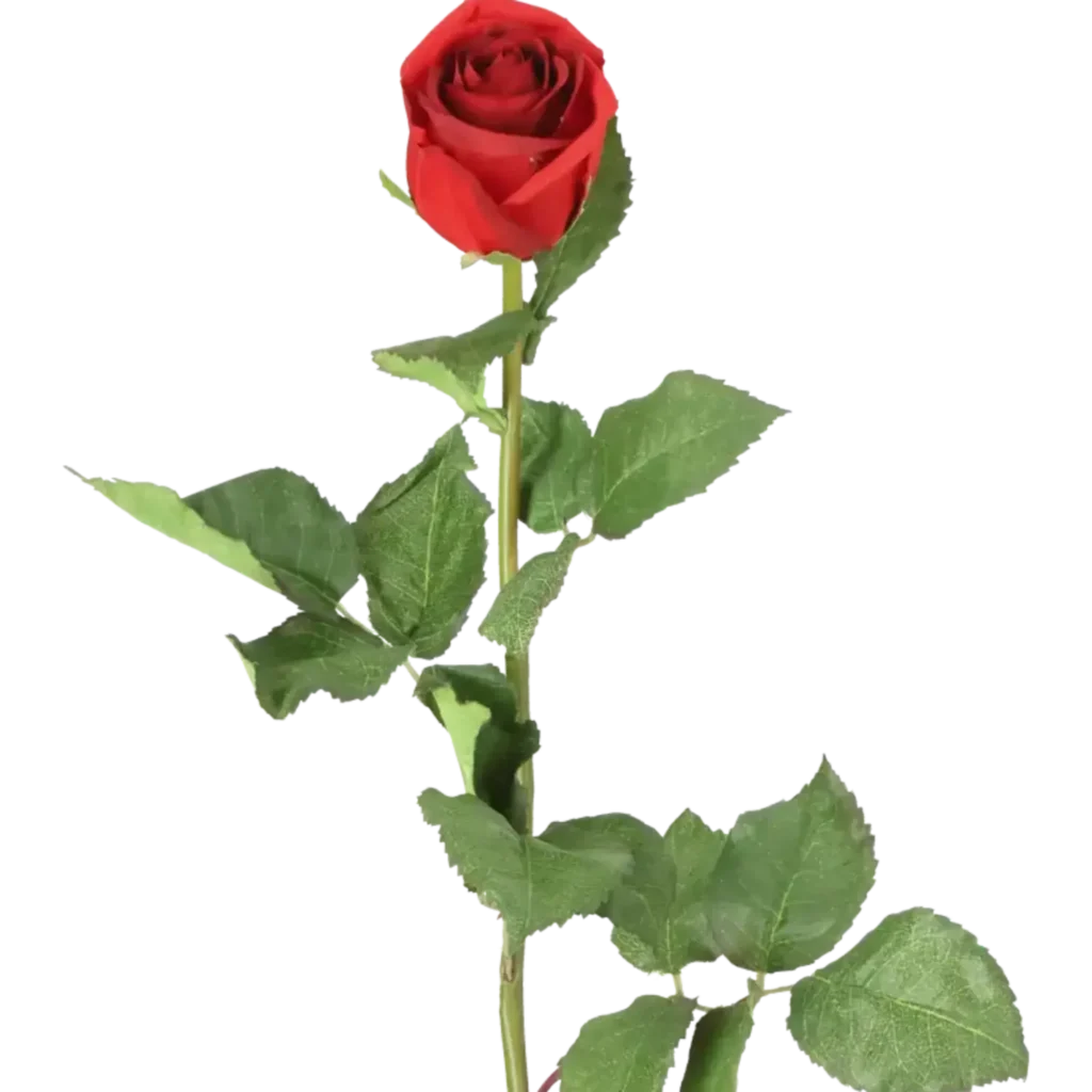 Closeup af Kunstig rød Rose stilk - L: 75 cm.