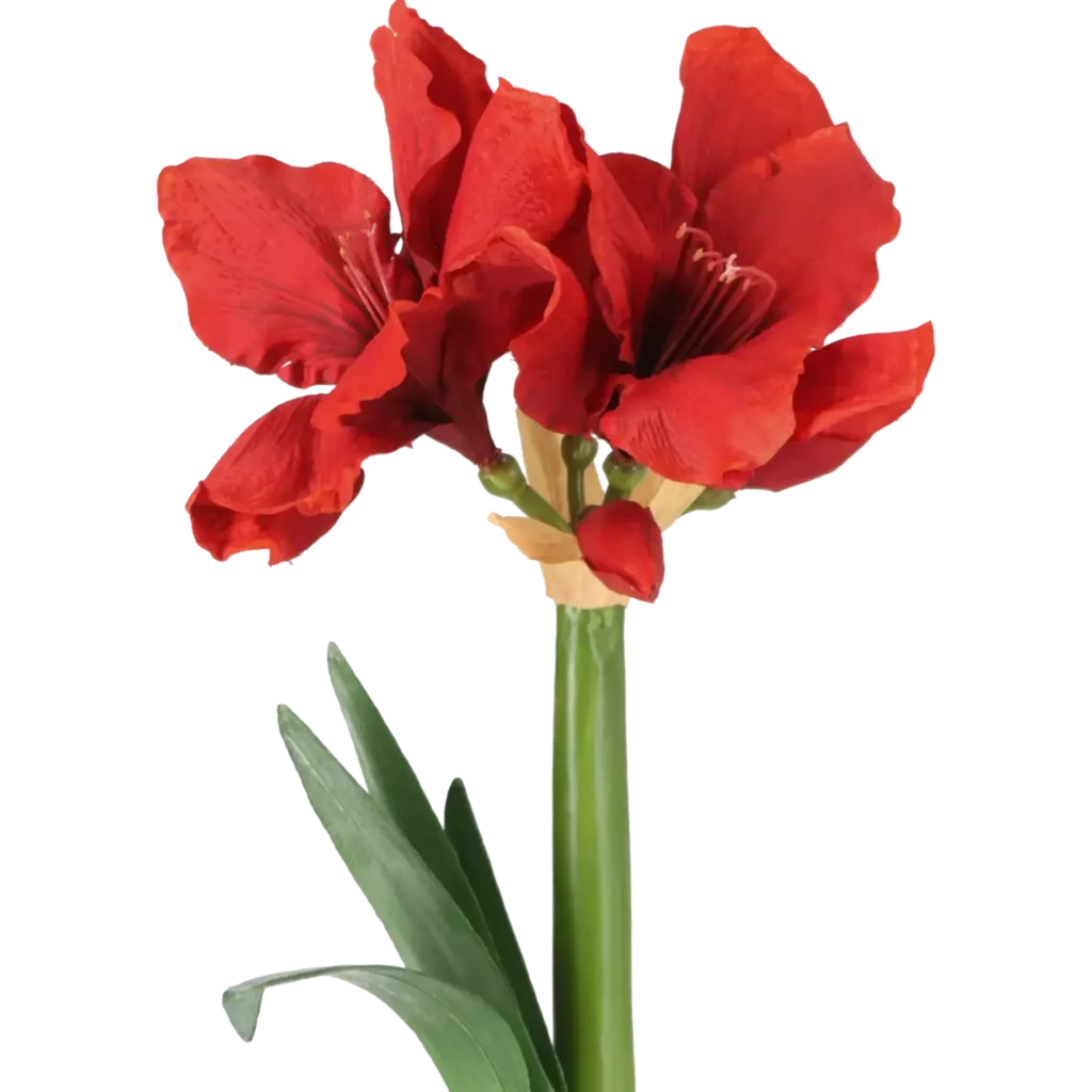 Closeup af Kunstig Amaryllis m. rod L: 50 cm.