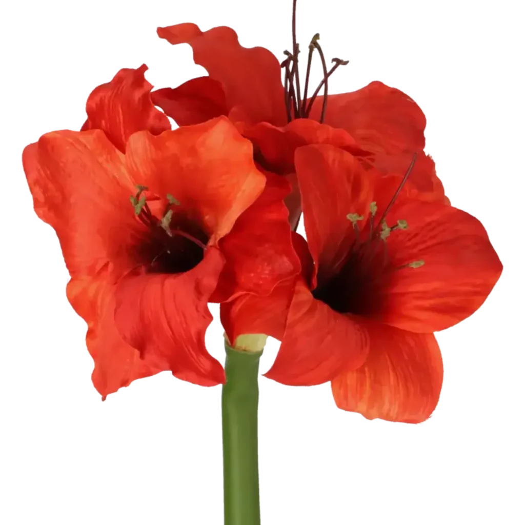 Closeup af Kunstig Amaryllis stilk i rød L: 60 cm.