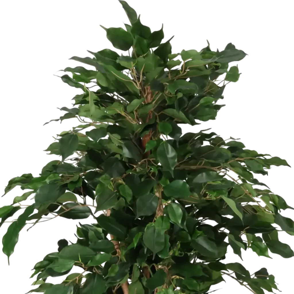 Closeup af Kunstig Ficus H: 130 cm.