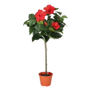 Kunstig Hibiscus opstammet H: 66 cm.