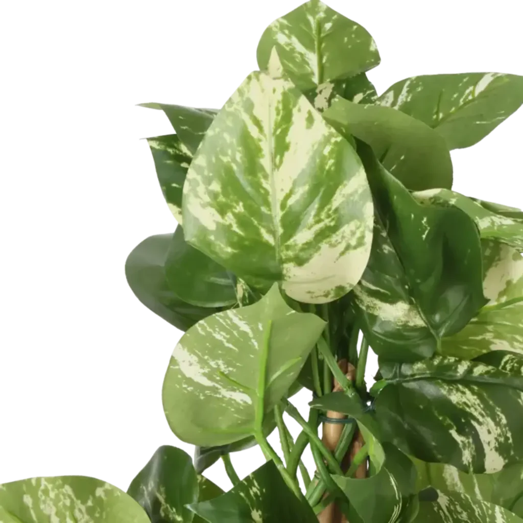 Closeup af Kunstig Pothos H: 42 cm.
