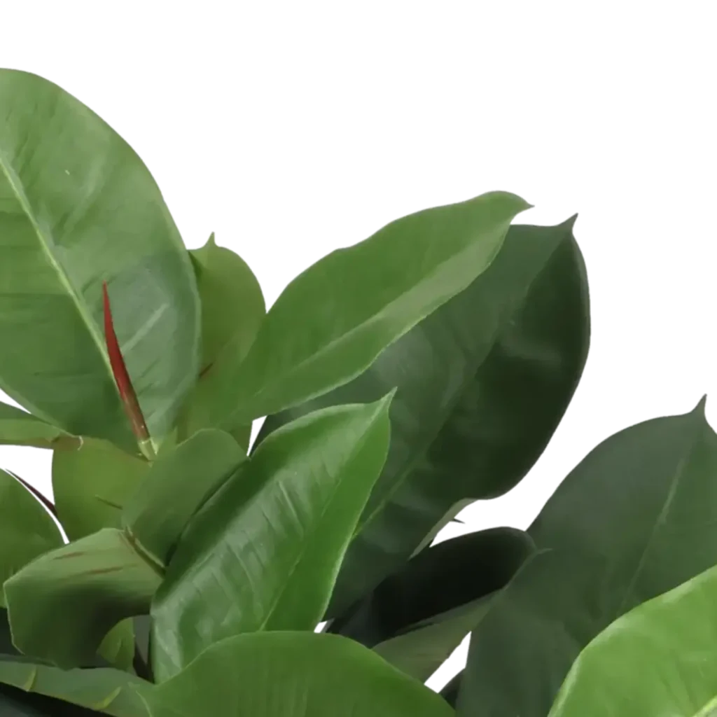 Closeup af Kunstig Gummiplante H: 51 cm.
