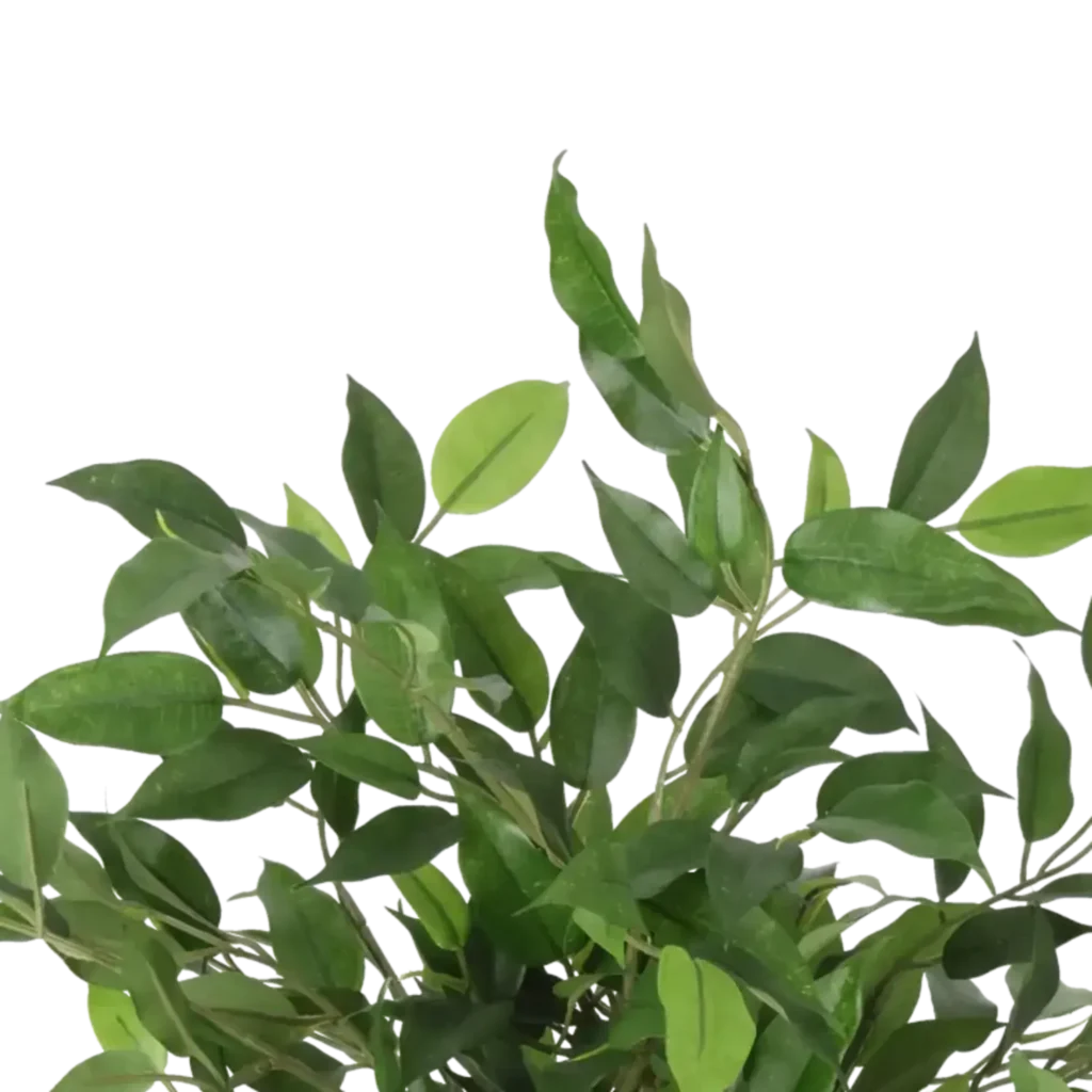 Closeup af Kunstig Ficus Natasja H: 31 cm.