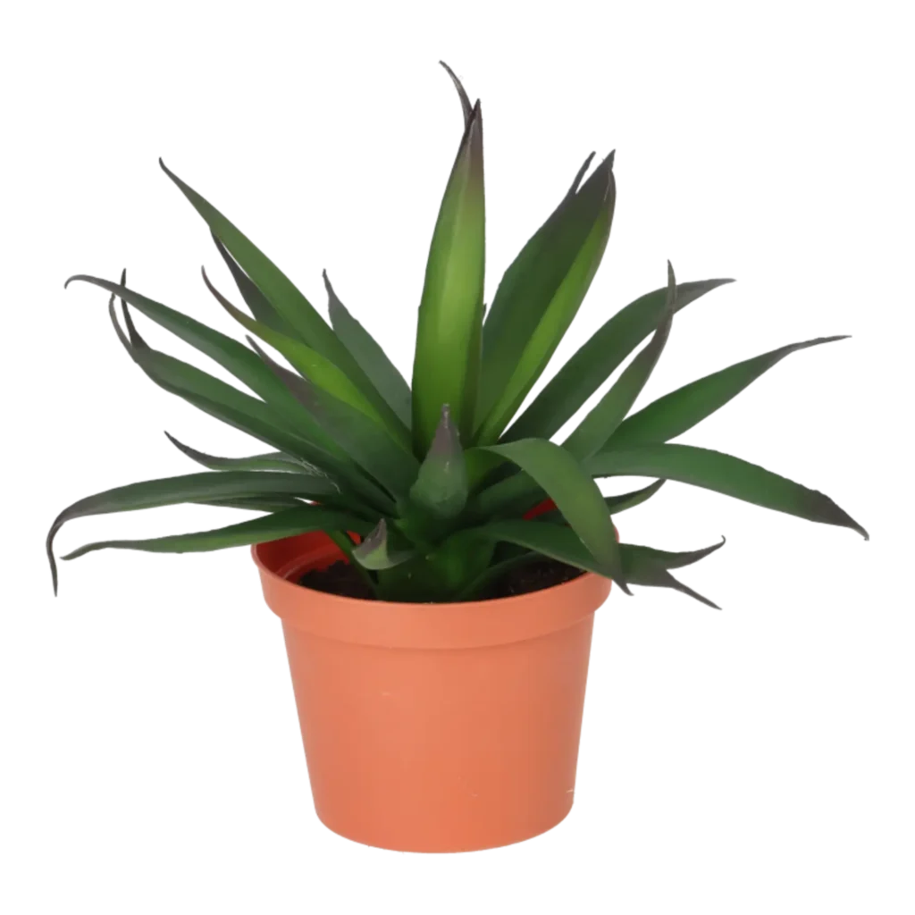 Kunstig Agave mini H: 18 cm.