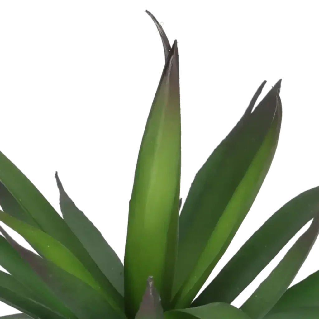 Closeup af Kunstig Agave mini H: 18 cm.
