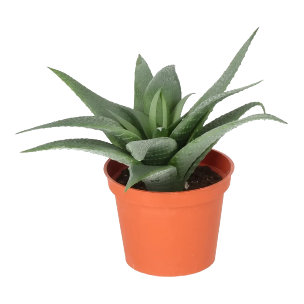 Kunstig Aloe Vera H: 11 cm.