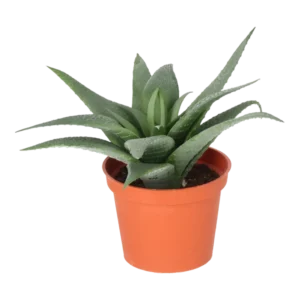 Kunstig Aloe Vera H: 11 cm.