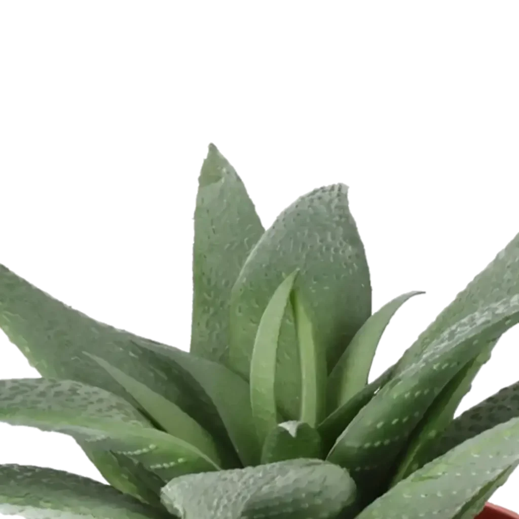 Closeup af Kunstig Aloe Vera H: 11 cm.