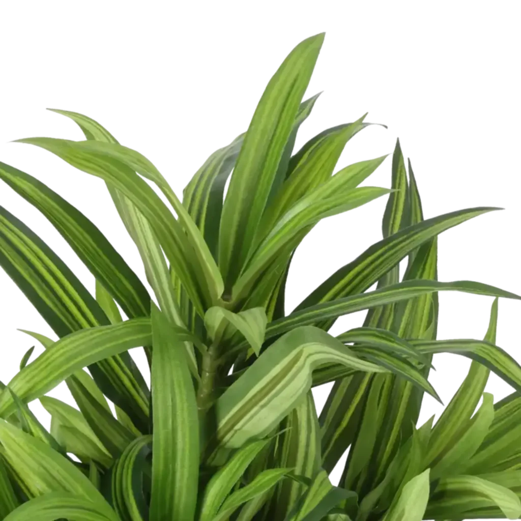 Closeup af Kunstig Dracena H: 34 cm.