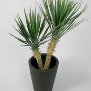 Kunstig Rostrata palme H: 100 cm.