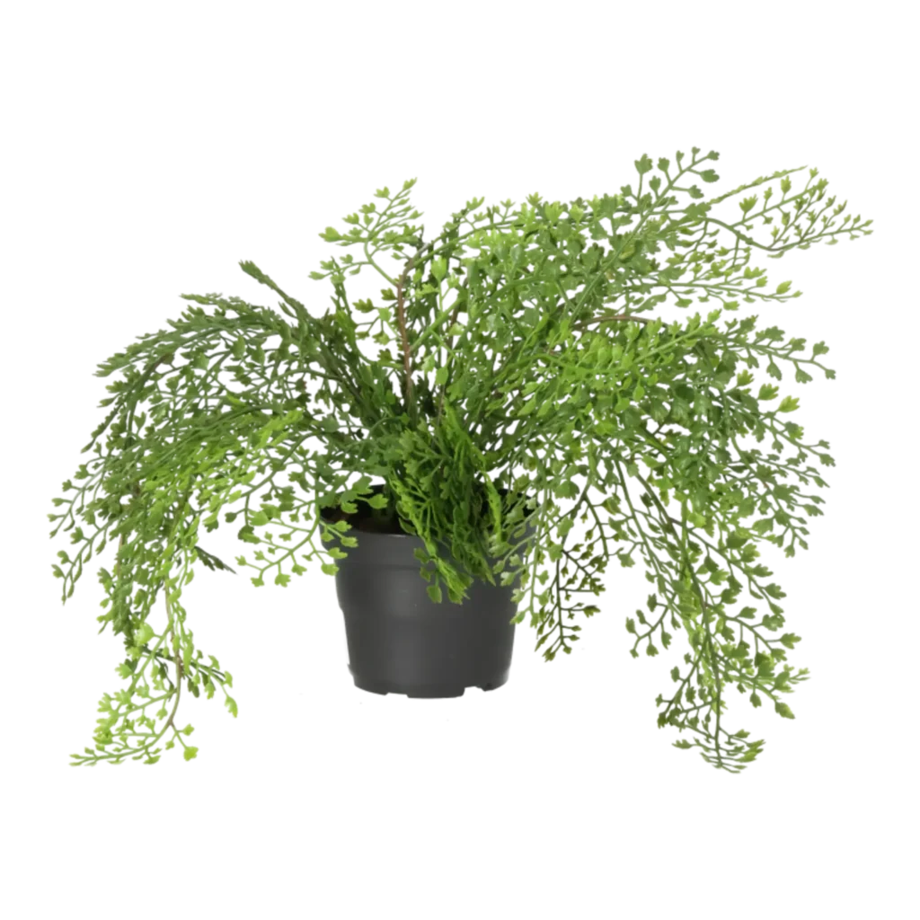 Kunstig Adiantum H: 30 cm.
