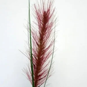 Kunstig Ethiopian græs stilk L: 140 cm.