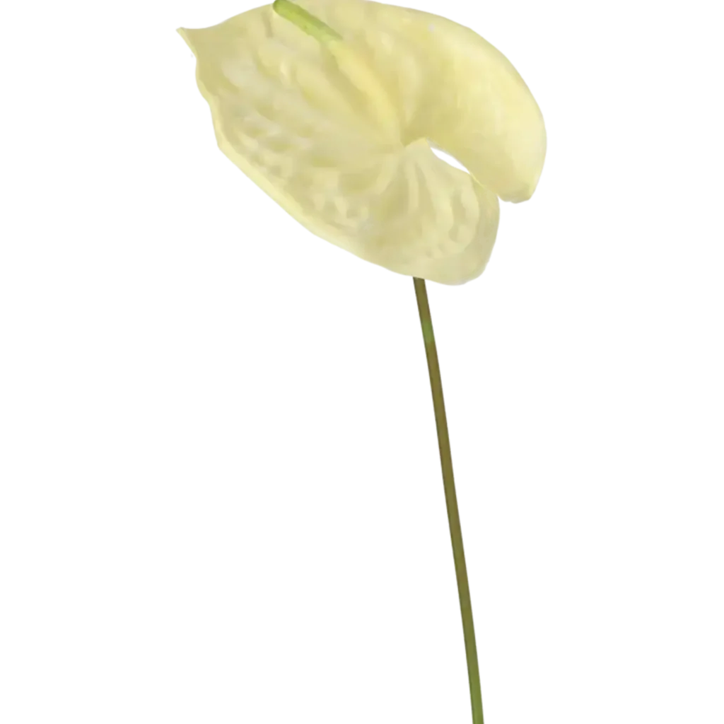 Closeup af Kunstig Anthurium L: 67 cm.