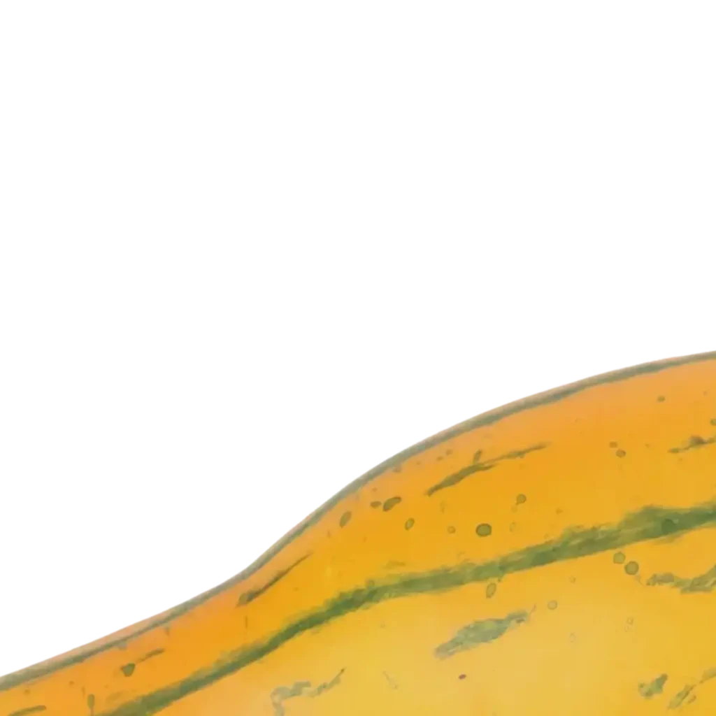 Closeup af Kunstig Squash L: 16.